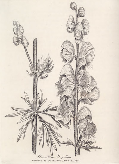 William Woodville, Medical Botany,  1790.
