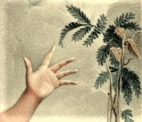 Emma Hamilton in an attitude towards a mimosa plant, causing it to demonstrate sensibility. G. Romney.
